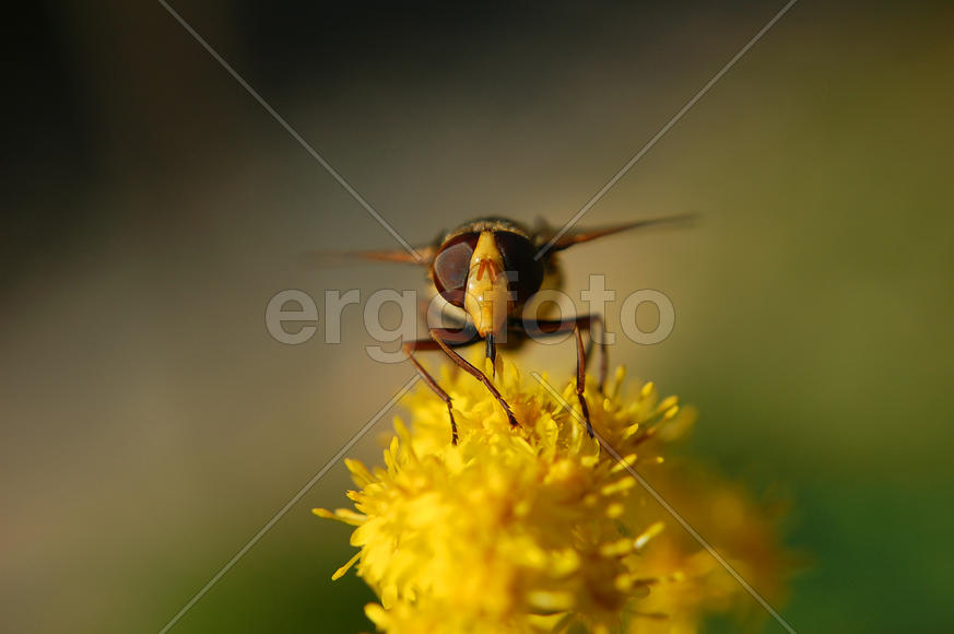 Муха-журчалка сидит на желтом цветке и пьёт сладкий нектар