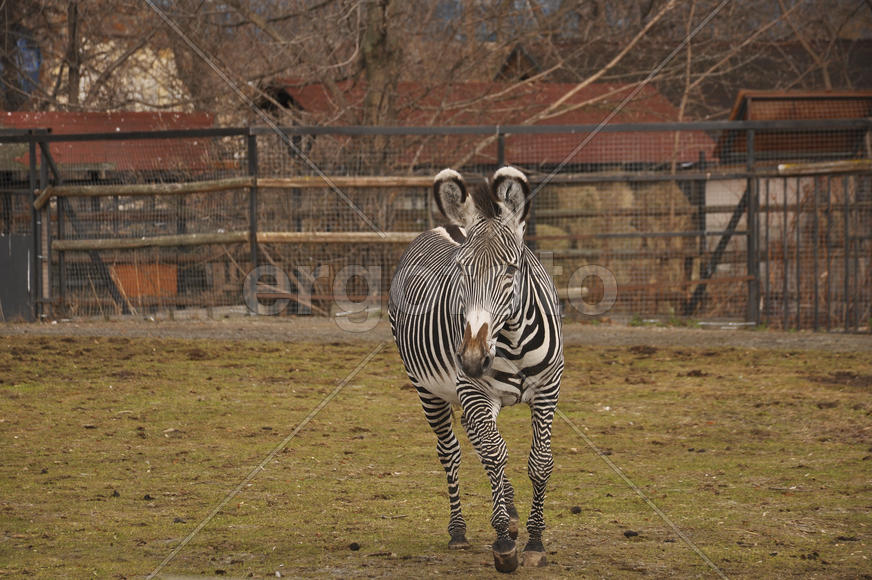 Зебра в Московском зоопарке