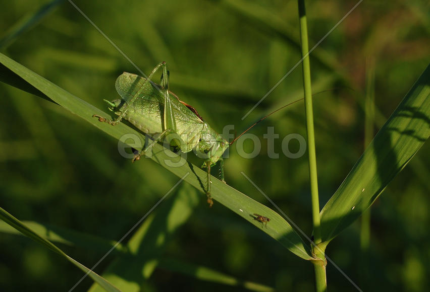 Зеленый кузнечик смотрит на муху