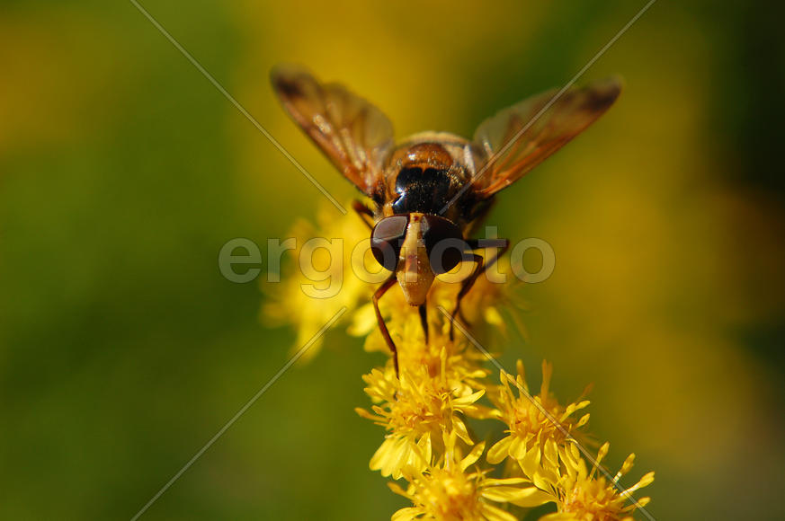 Муха-журчалка сидит на цветке и пьёт нектар