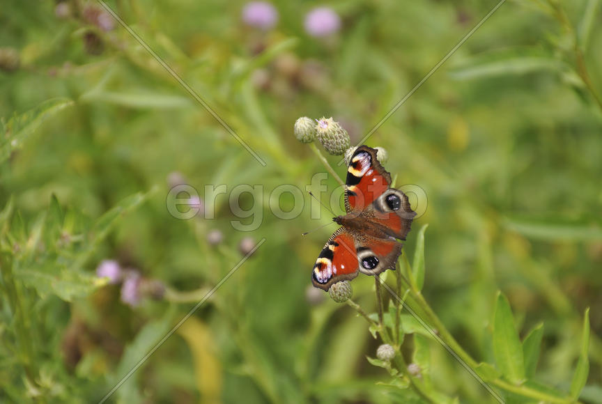 Бабочка в зеленой траве на лугу