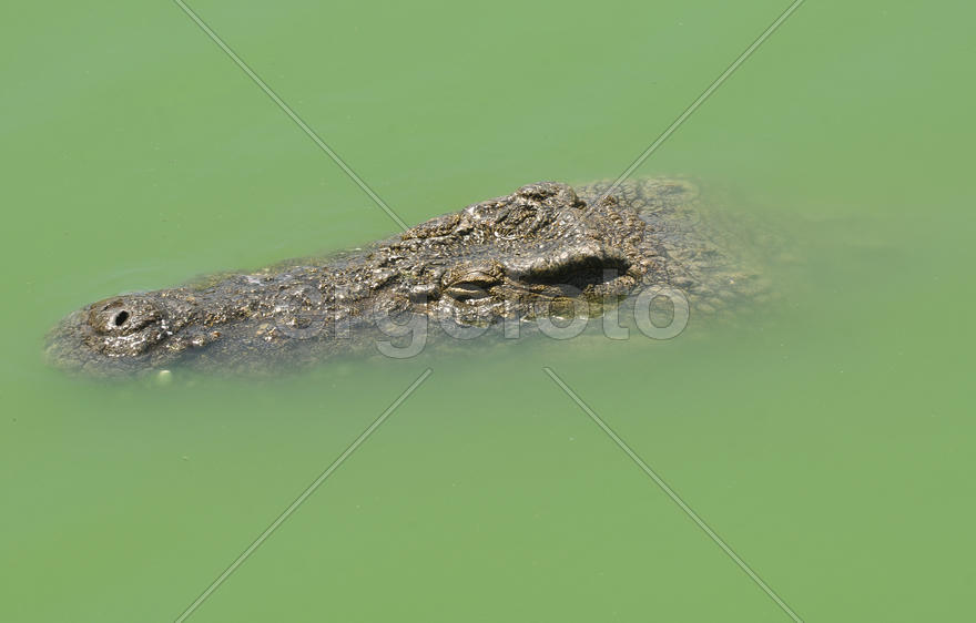 Крокодиловая ферма, Тунис, остров Джерба