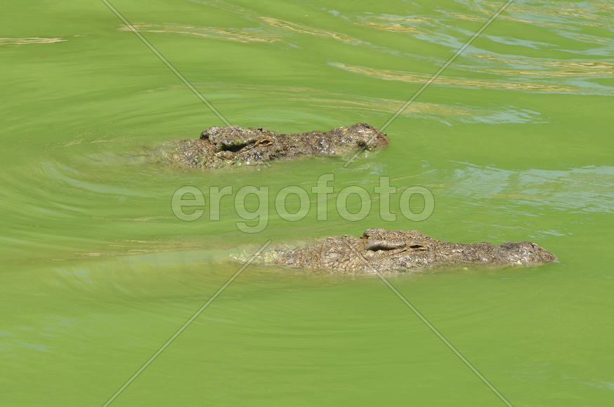 Крокодиловая ферма, Тунис, остров Джерба