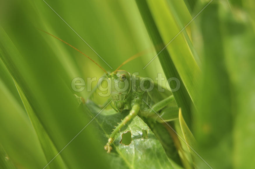Зеленый кузнечик сидит в траве