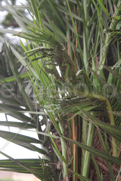 Рождение пальмового листа