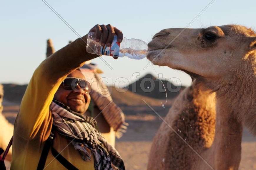 Напоить верблюда