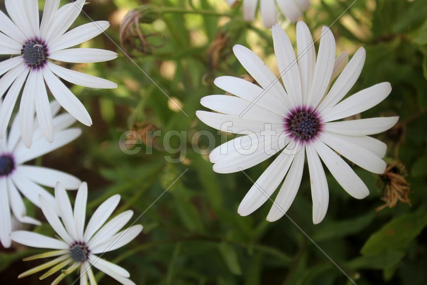 Белые цветики
