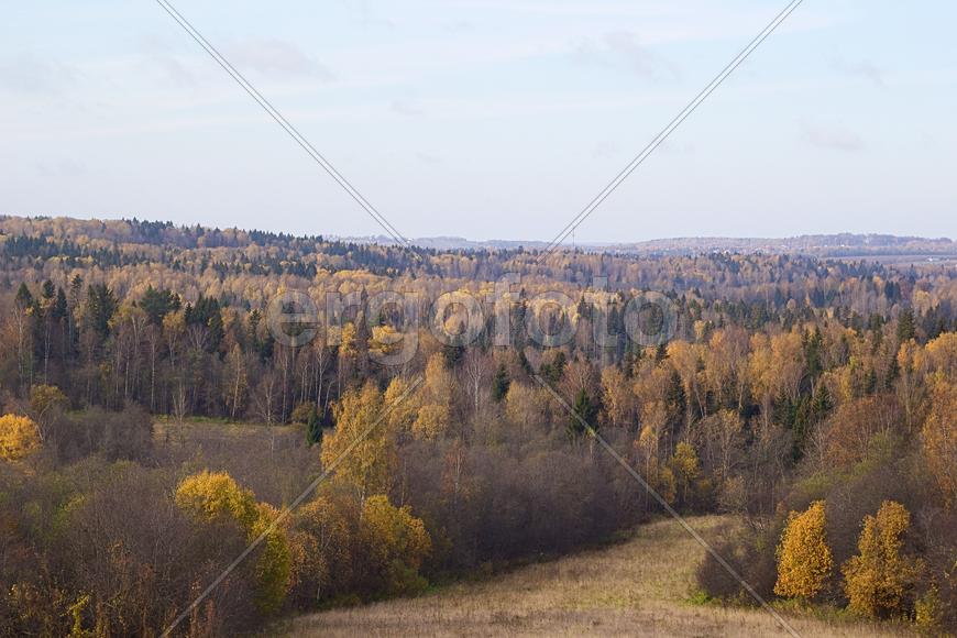 Поделтевшме кроны деревьев на холмах. Московская область 