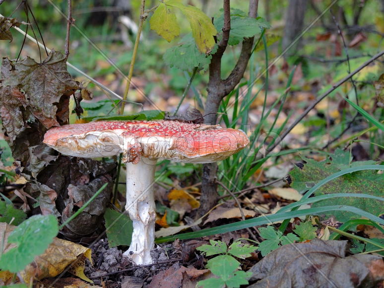 Крестный гриб растущий на земле 