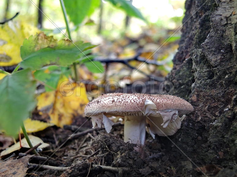 Лесные грибы на фоне опавших листьев 
