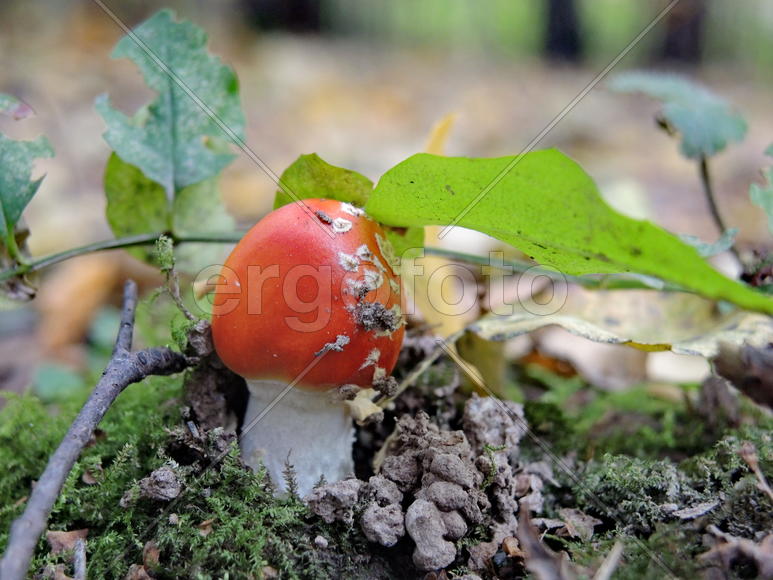 Крестный лесной гриб на фоне земли поросшей мхом 