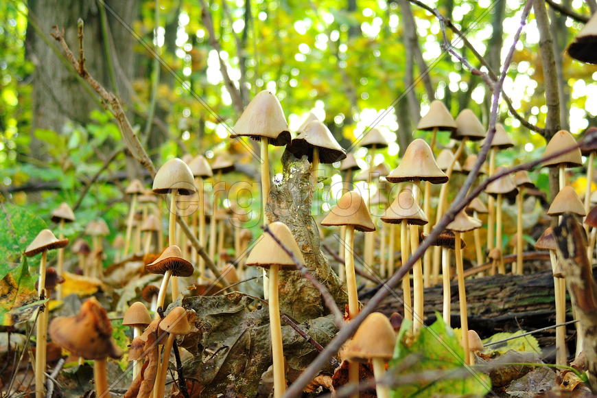 Лесные грибы на фоне зеленой листвы 
