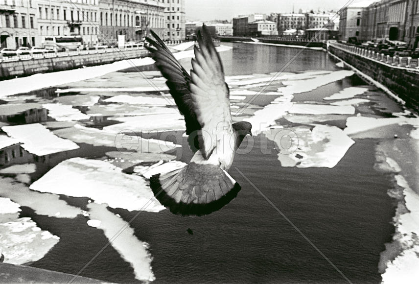 Российская Федерация. Санкт-Петербург. Весна. Фонтанка. Взлетающий голубь. 13 апреля 1996 года