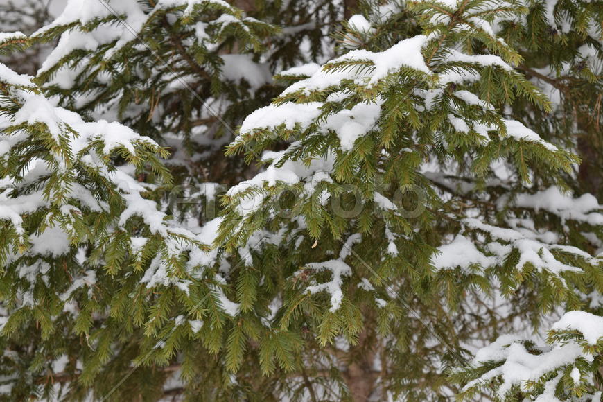 Ветки под снегом