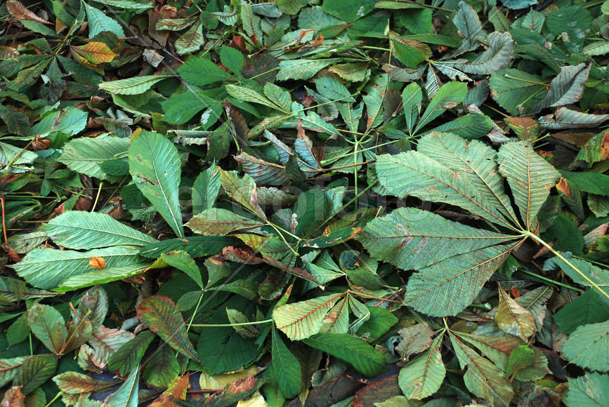 Осенний листопад —  листья каштана