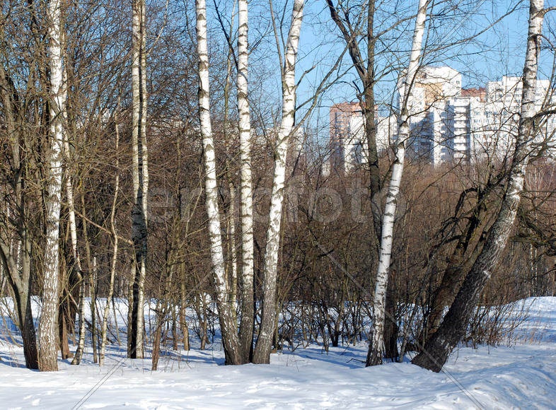 Березы освещенные солнцем в московском парке Тропарево