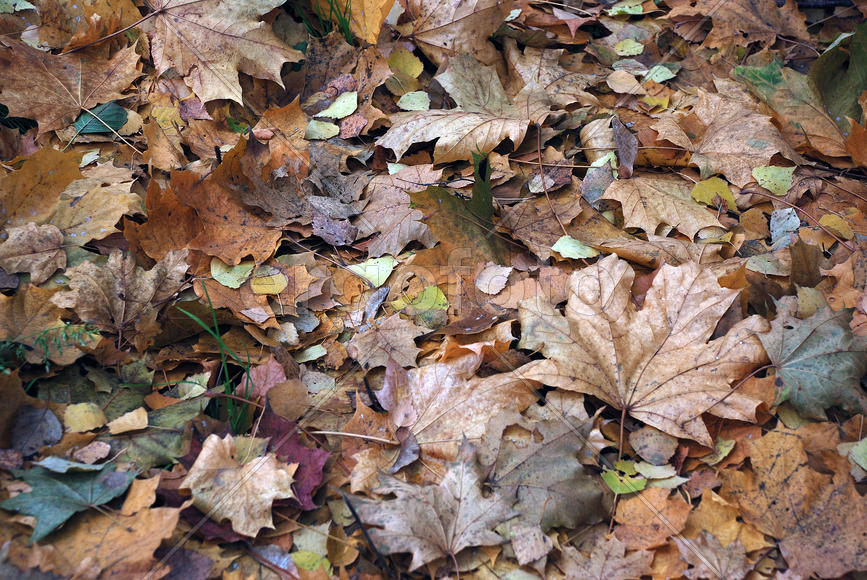  Осенний листопад — листья клена