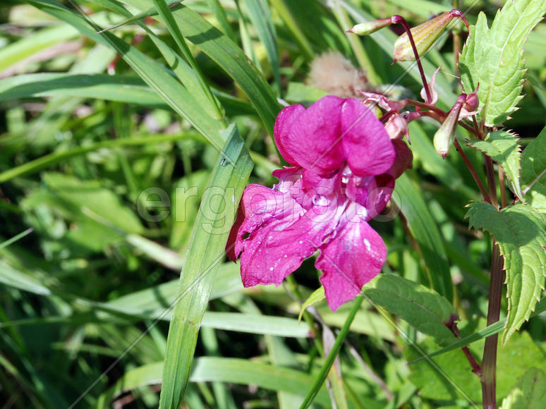 Одинокикий полевой цветок фиолетового цвета
