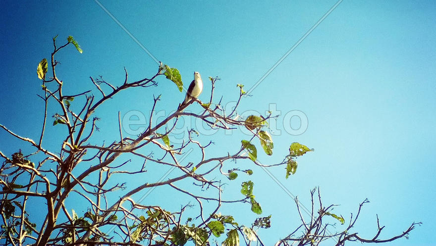 Bird sitting on the tree