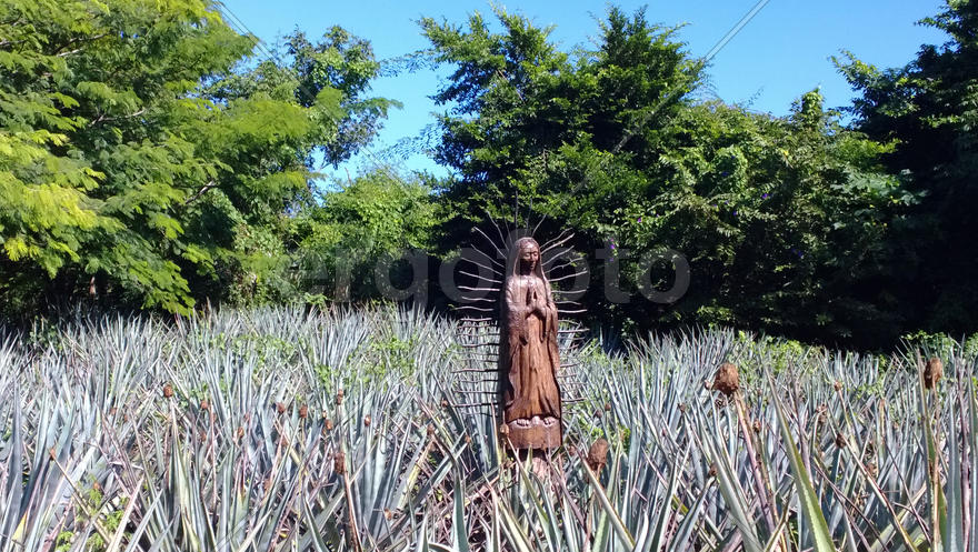 Statue of the Virgin Mary surrounded by aloe