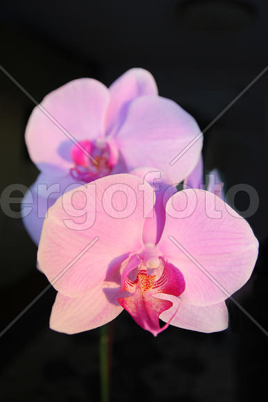 Орхидея розовая на черном фоне 