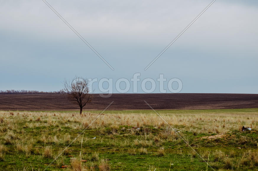 Одинокое дерево в поле 