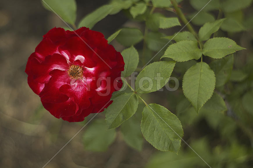 Рубиновый цветок