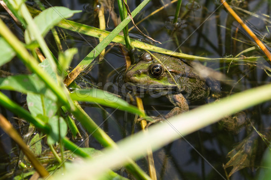 Зеленая лягушка в  болоте 