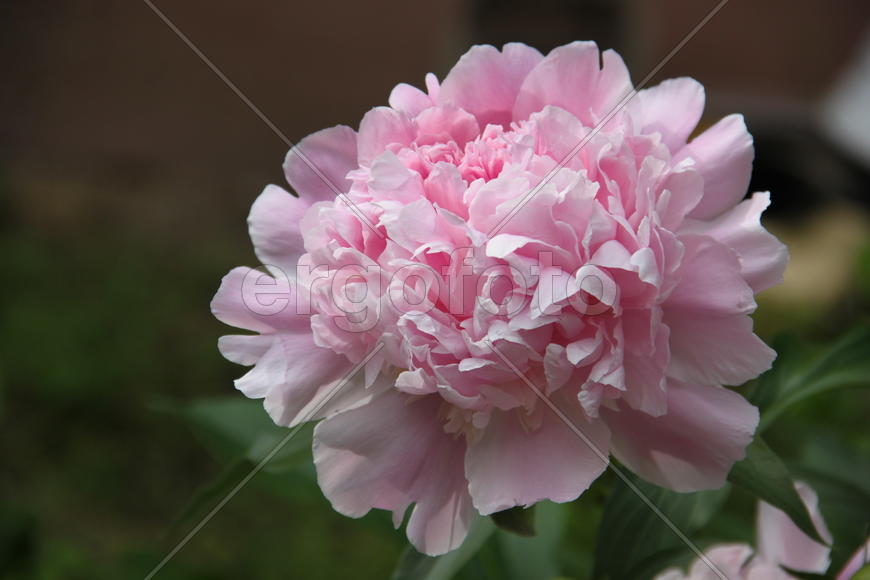 Цветок розового пиона