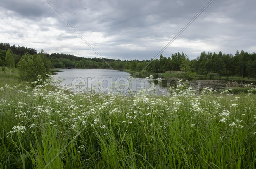 Беларусь: летний деревенский пейзаж
