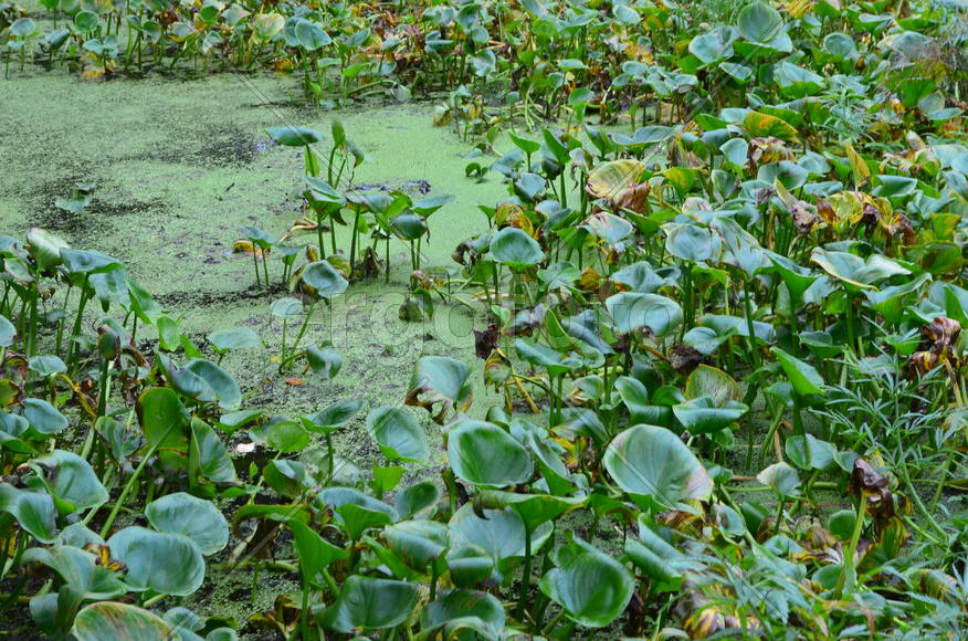 Калу́жница боло́тная (лат. Cáltha palústris): фрагмент болота