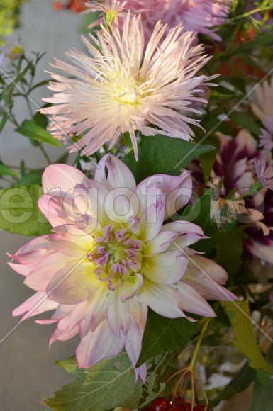 Бледно-розовые цветы в букете: гергина, астра