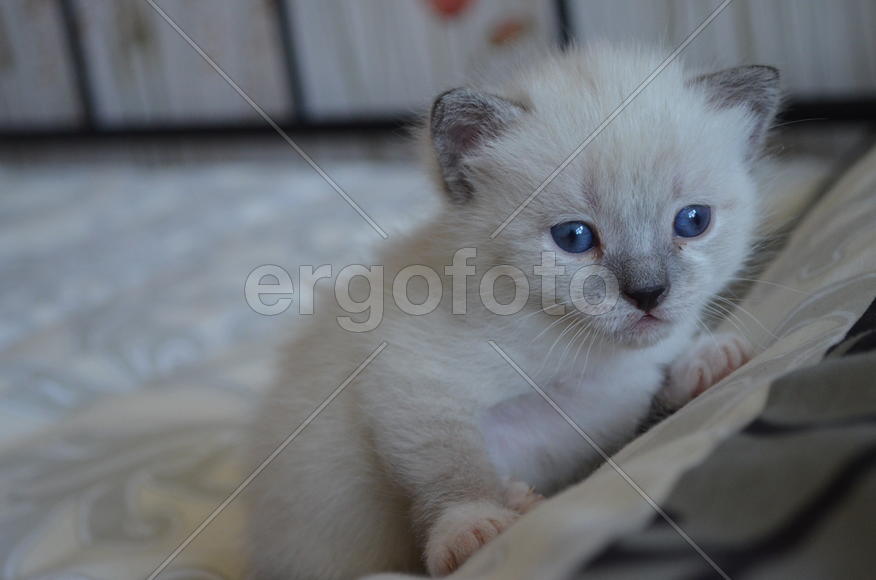 Голубоглазый Тайский котенок
