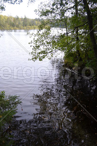 Лесное озеро : Национальный парк Нарочанский (Республика Беларусь)