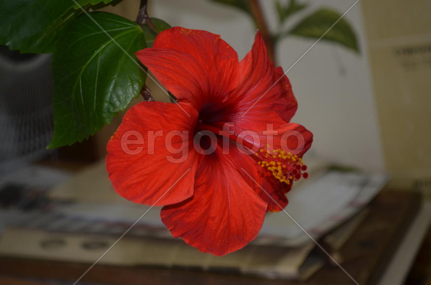  Hibiscus гибискус: цветущая ветвь 