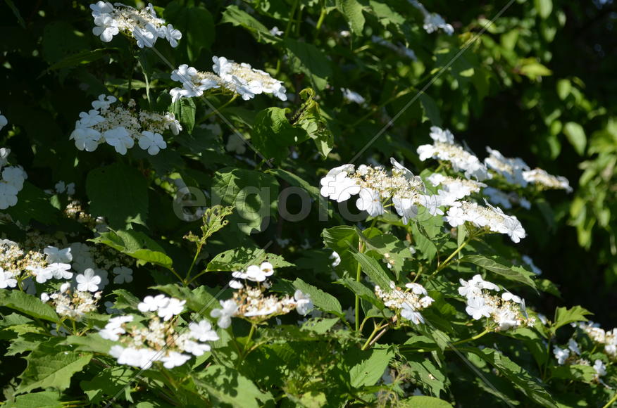 Кали́на обыкнове́нная,  Калина кра́сная (лат.Vibúrnum ópulus):  ветви с белыми цветами