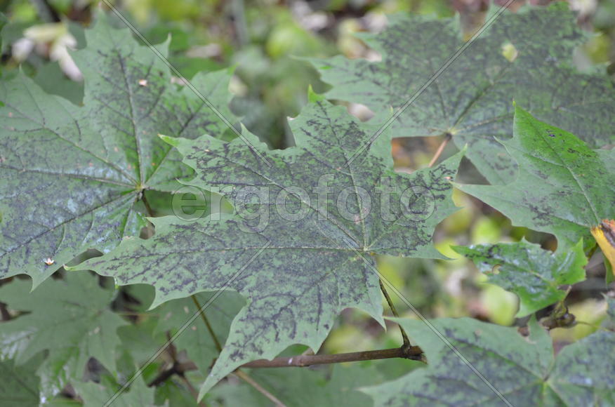 Плесневые грибы на листьях клена: черный узор на зеленых листьях