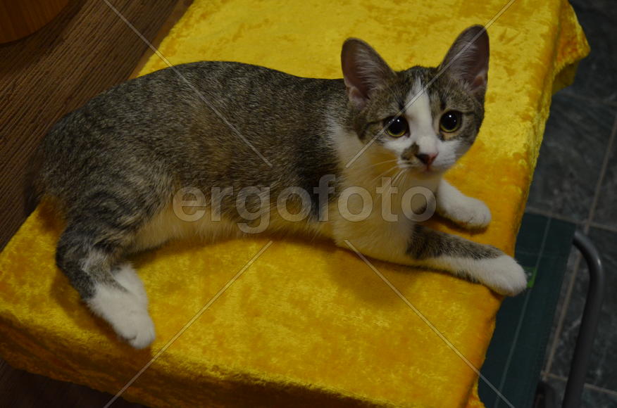 Кошка на желтой подушке 