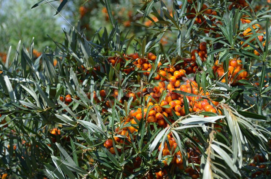 Облепииха (лат. Hippóphae)  (Elaeagnaceae): оранжевые ягоды