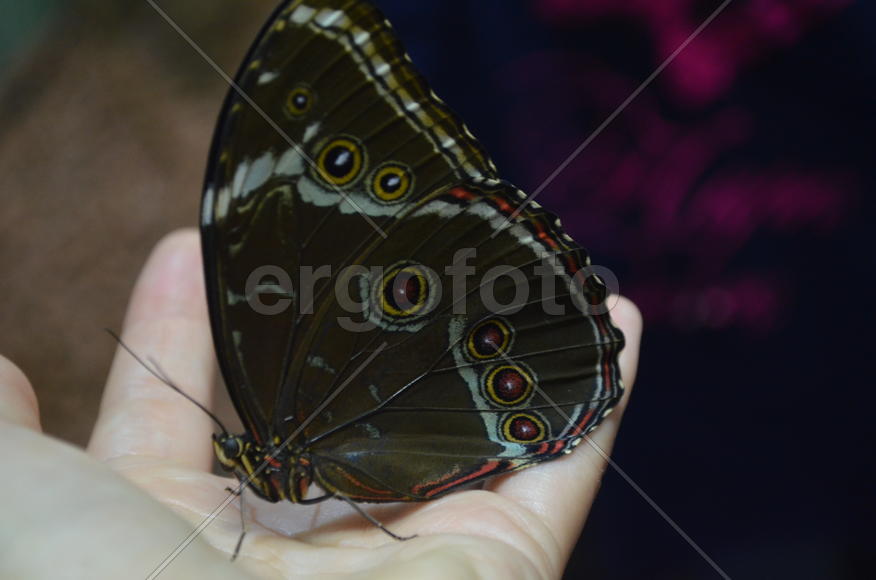 Экзотическая бабочка 