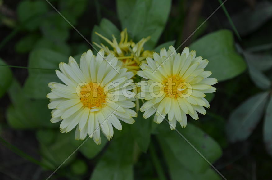 Кале́ндула, или Ноготки́ (лат. Caléndula)Астровые (Asteraceae:): два соцветия