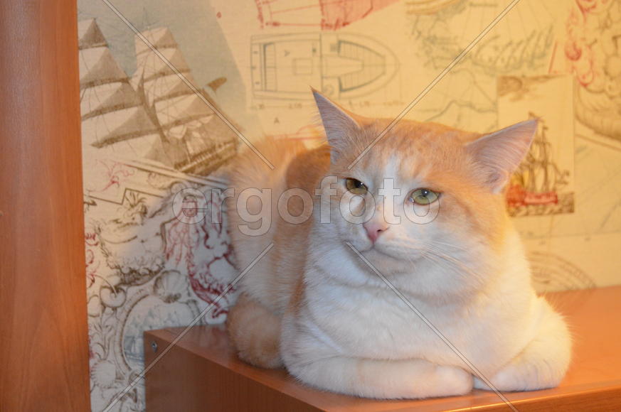 Портрет кошки крупным планом 