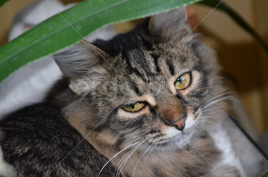 Портрет кошки 