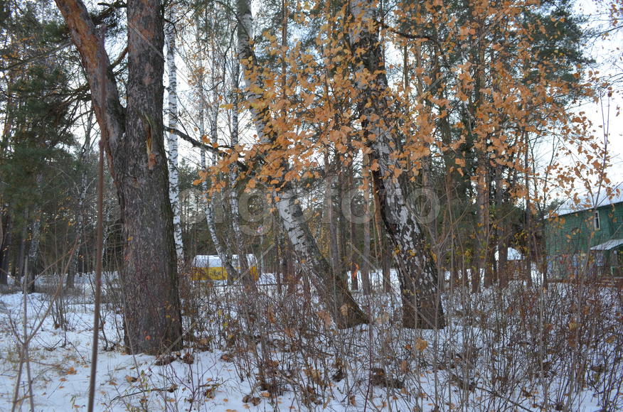 Осенний лес в снегу
