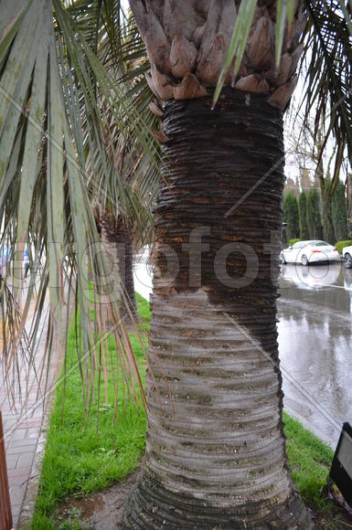 Следы опавших листьев на стволе пальмы