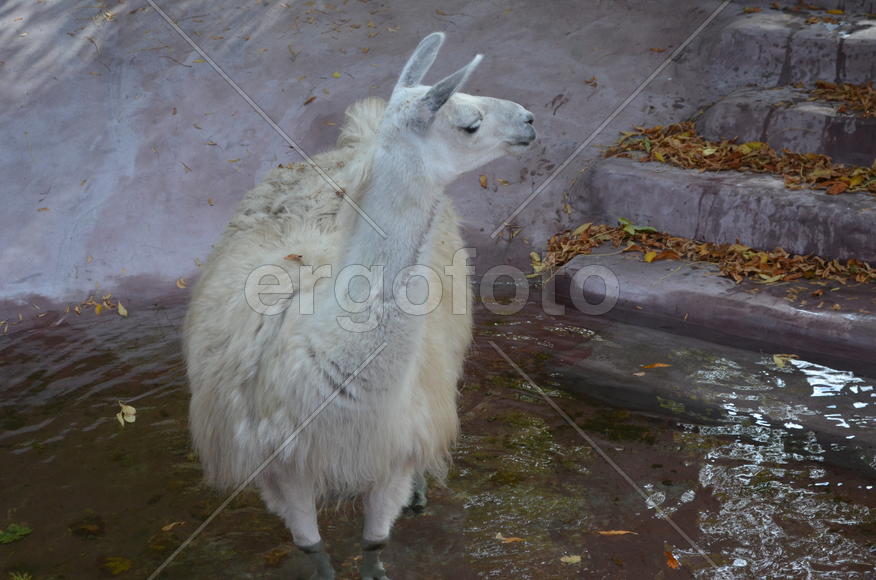 Осень. Парнокопытные лама белого цвета