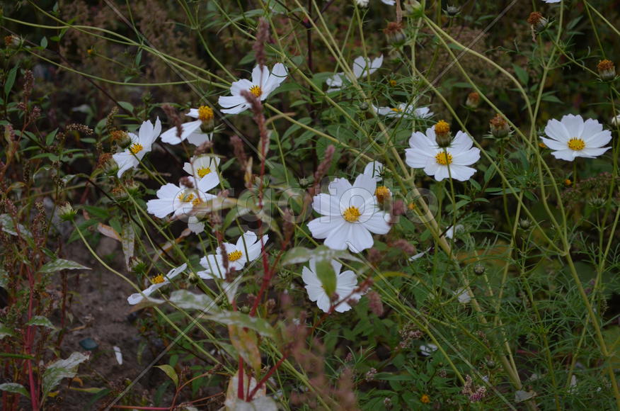 Белые полевые цветы 