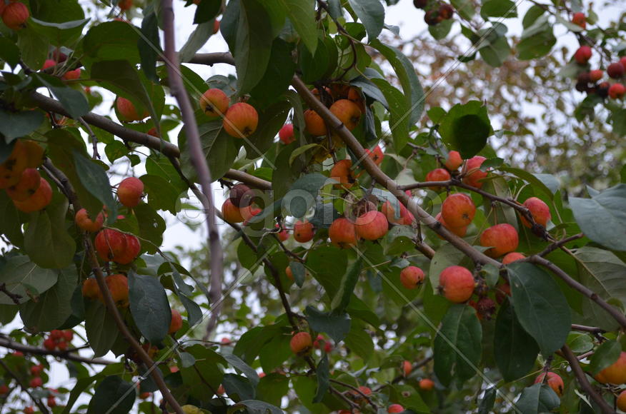 Спелые яблоки на дереве 