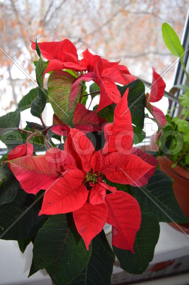 Молоча́й краси́вейший или пуансеттия (лат. Euphorbia pulcherrima: красные листья