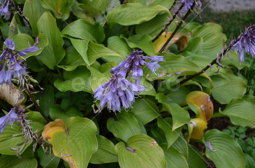 Фиолетовый пышный бутон растения 